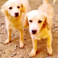 واگذاری رایگان تعدادی سگ پاکوتاه اشپیتز|سگ|هشتگرد, خور|دیوار