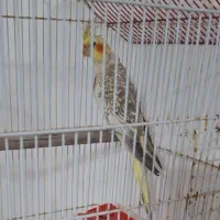 عروس هلندی گمشده