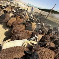 گوسفند زنده vipکردستان و مغان درجه ۱