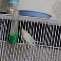 مرغ عشق|پرنده|سبزوار, گلشن|دیوار