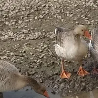 غاز نر|حیوانات مزرعه|رشت, کوی طالقانی|دیوار