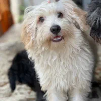 فروش توله سگ نژاد تریر