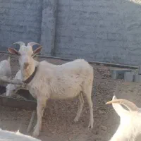 بزغاله سانن|حیوانات مزرعه|شهرضا, |دیوار