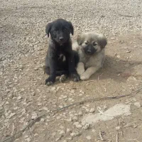 توله قدرجانی ماده