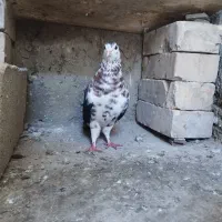 کبوتر ساده افشان ماده