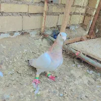 گرفتنی|پرنده|خرمشهر, |دیوار