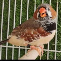 فنچ اورنج مرغ عشق رنگین کمانی|پرنده|یزد, |دیوار