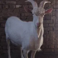 فروش چپیش سانان