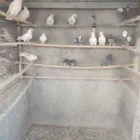 نروماده هوایی