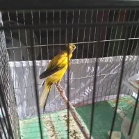 قناری ماده اماده بلند