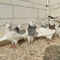 طوقی سرور|پرنده|مروست, |دیوار