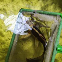 ماهی کوی|ماهی|حمیدیا, |دیوار