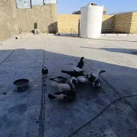 فروش کبوتر طوقی و سینه سیاه