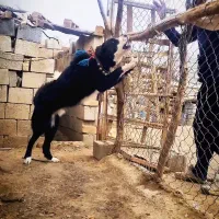 نر با اصالت قهدریجانی