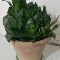 گل طبیعی|گل و گیاه طبیعی|اهر, |دیوار