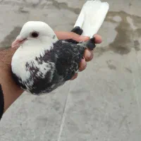 گلی