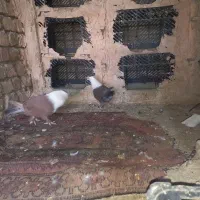 کبوتر رنگی|پرنده|سبزوار, مدرس|دیوار