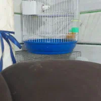 یک جفت مرغ عشق سفید انگلیسی