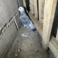 کبوتر|پرنده|یزد, |دیوار