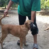 سگ سرابی از نسل بزی قهرمان