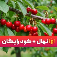 جشنواره نهال بادام مامایی، هدیه نهال اضافه رایگان