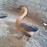 یک جفت قوغازاکراینی دونه ای ۹۰۰ تخم گذار|پرنده|تیران, |دیوار