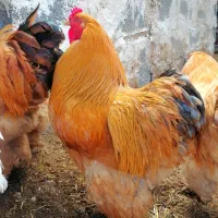 خروس امپراطور طلایی