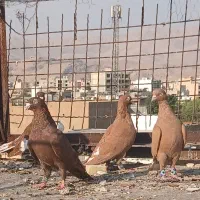 کفتر رنگی سرخ|پرنده|شیراز, شیخ علی چوپان|دیوار