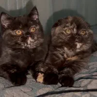 دو گربه اسکاتیش و بریتیش به رنگ تورتورایس