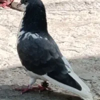 کبوتر بوشهری و شهری