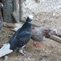 کفتر کبوتر فروشی|پرنده|قم, تعویض پلاک|دیوار