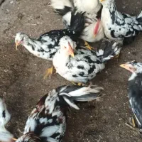 نیمچه‌ مرغ‌ وخروس‌ گلین