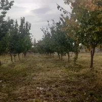 فروش باغ ۱۰۰۰ متر