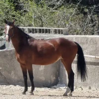 مادیان  دو سر وارداتی