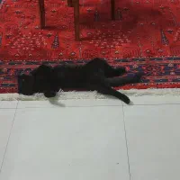 گربه ی تنبل