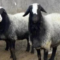 همه وزن گوسفند‌نذری عقیقه با هر توان مالی