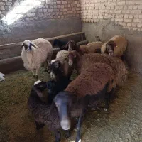 میش|حیوانات مزرعه|معصومیه, |دیوار