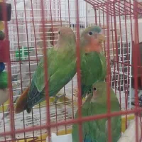 طوطی برزیلی