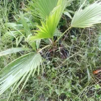 تعدادی گل گلدانی|گل و گیاه طبیعی|کلاچای, |دیوار