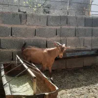 نربز دورگه الپاین مورسیا|حیوانات مزرعه|بردسیر, |دیوار