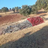 خوراک دام