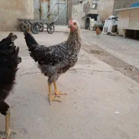 نوچه مرغ|حیوانات مزرعه|قم, تعویض پلاک|دیوار