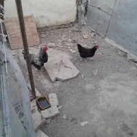 مرغ خروس