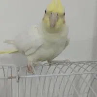 عروس هلندی|پرنده|مشهد, شهید بصیر|دیوار