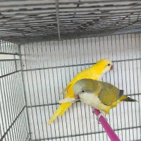 طوطی راهب زرد و ابی مولد کواکر|پرنده|اردبیل, |دیوار