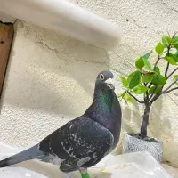 کبوتر مسافتی