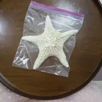 حراج صدف طبیعی|حراج|رشت, کوی جام جم|دیوار