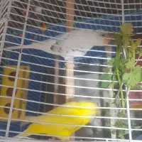 مرغ عشق|پرنده|لوندویل, |دیوار