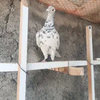 سرور دورگ