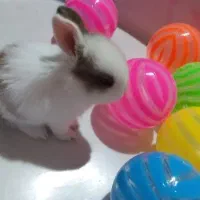 هلندی|موش و خرگوش|بروجرد, |دیوار